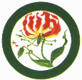 Flame Lily Foundation